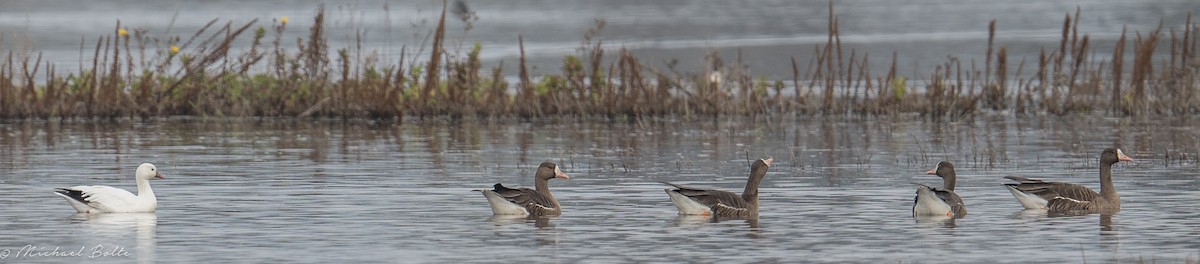 Greater White-fronted Goose - ML80327891
