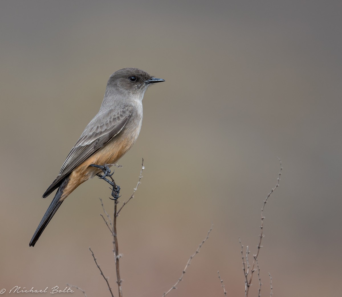Say's Phoebe - Michael Bolte