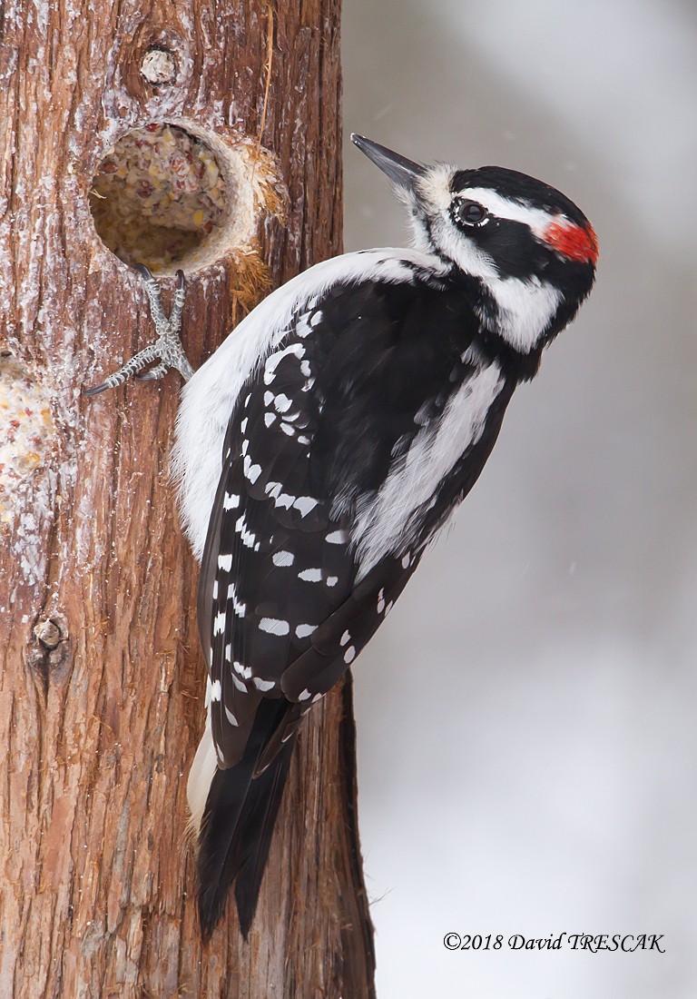 Hairy Woodpecker - David Trescak