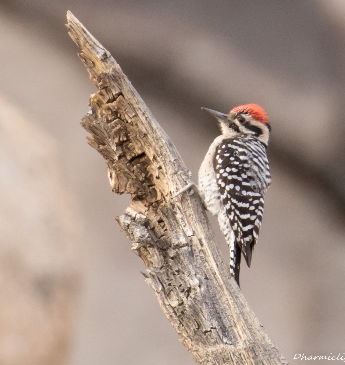 Ladder-backed Woodpecker - Susan Nagi