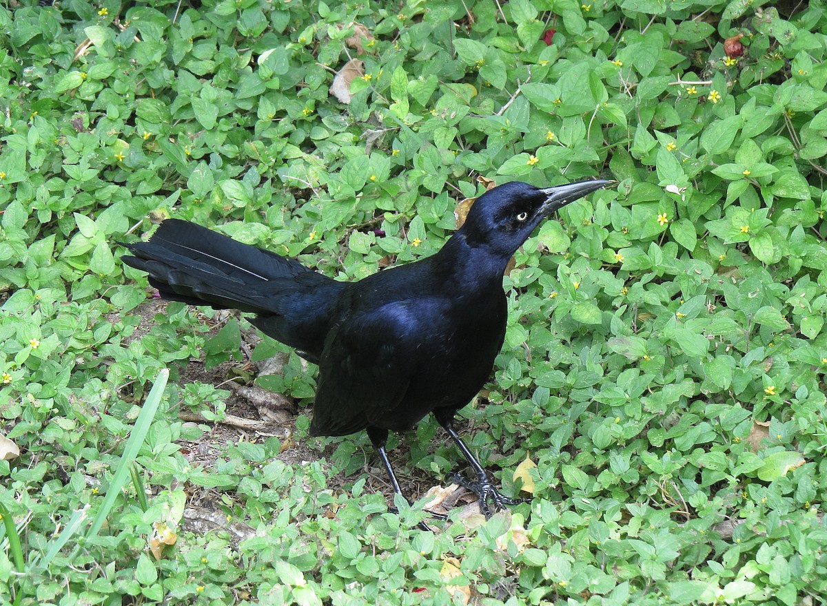Great-tailed Grackle - ML80333911