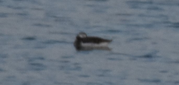Long-tailed Duck - Chris Rohrer