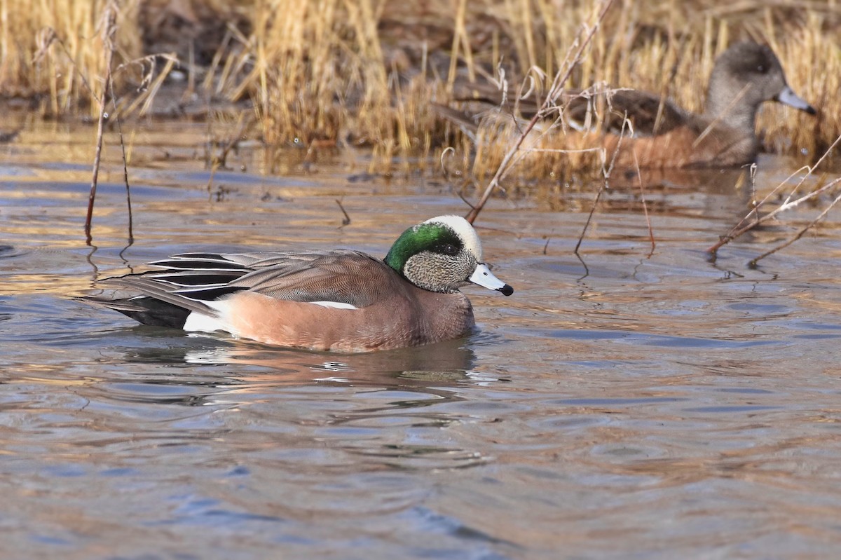 American Wigeon - Marky Mutchler