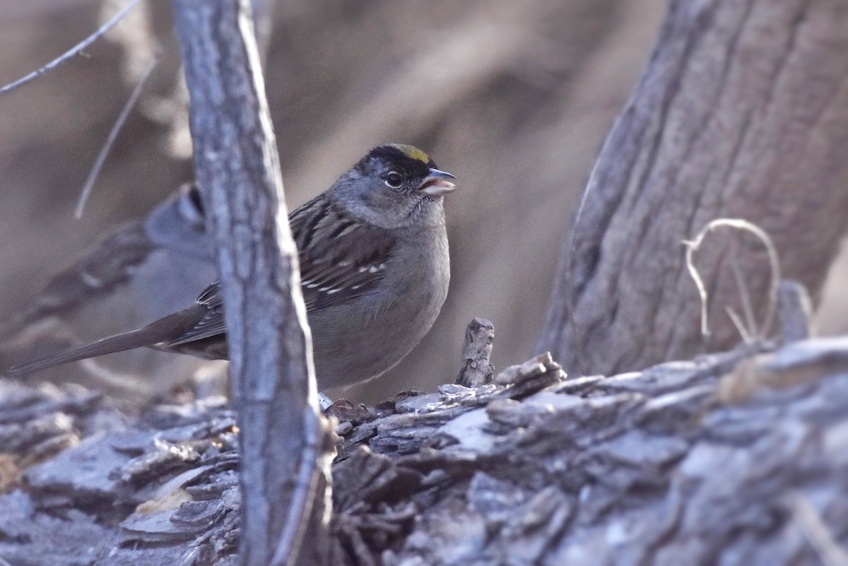 Golden-crowned Sparrow - Marky Mutchler