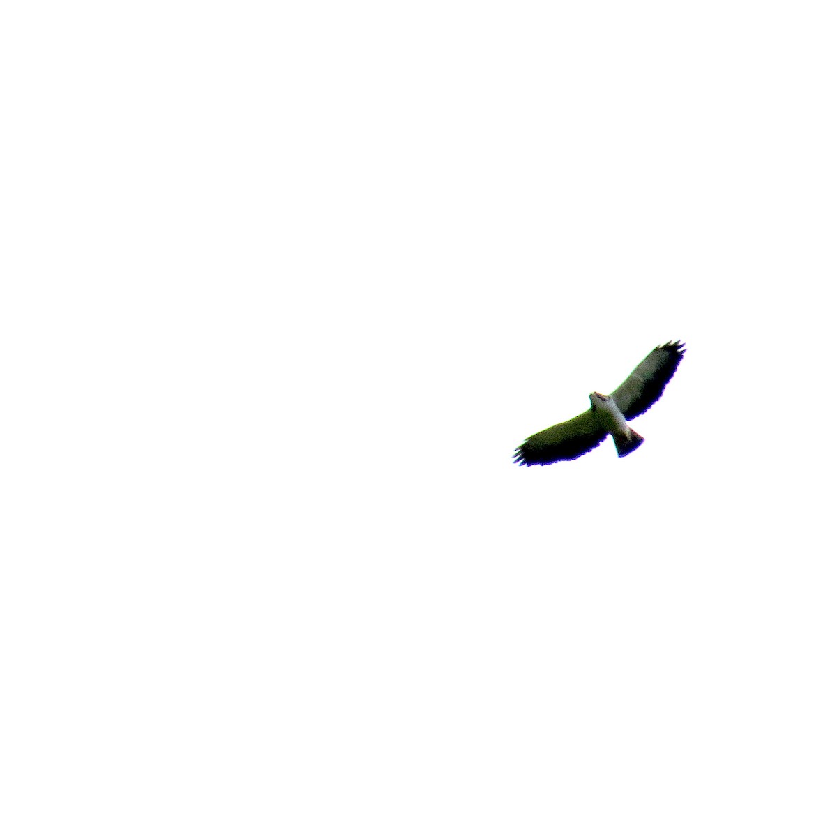 Short-tailed Hawk - ML80338551