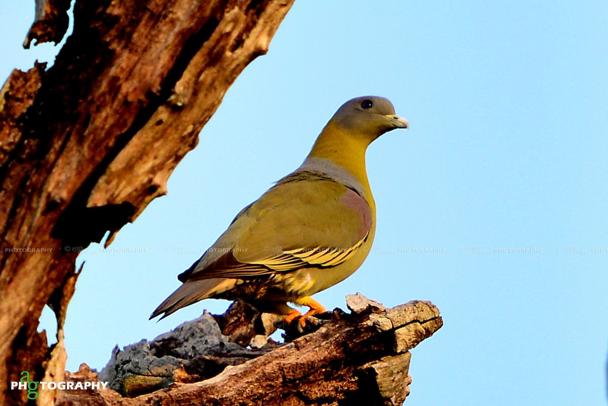 Yellow-footed Green-Pigeon - Ajith Gamage