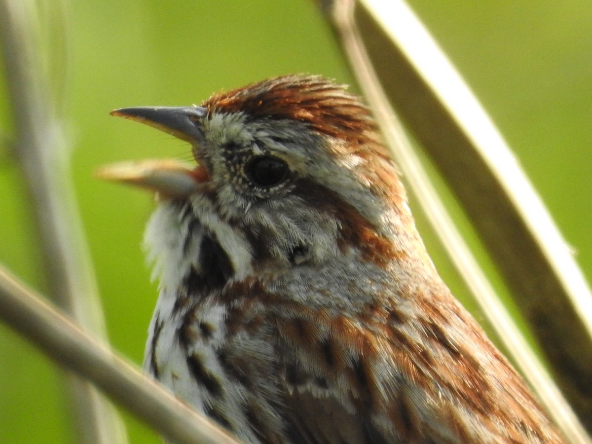Song Sparrow - Andrew Edwards