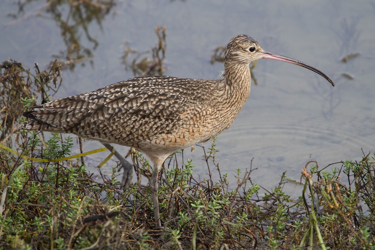Long-billed Curlew - ML80339101