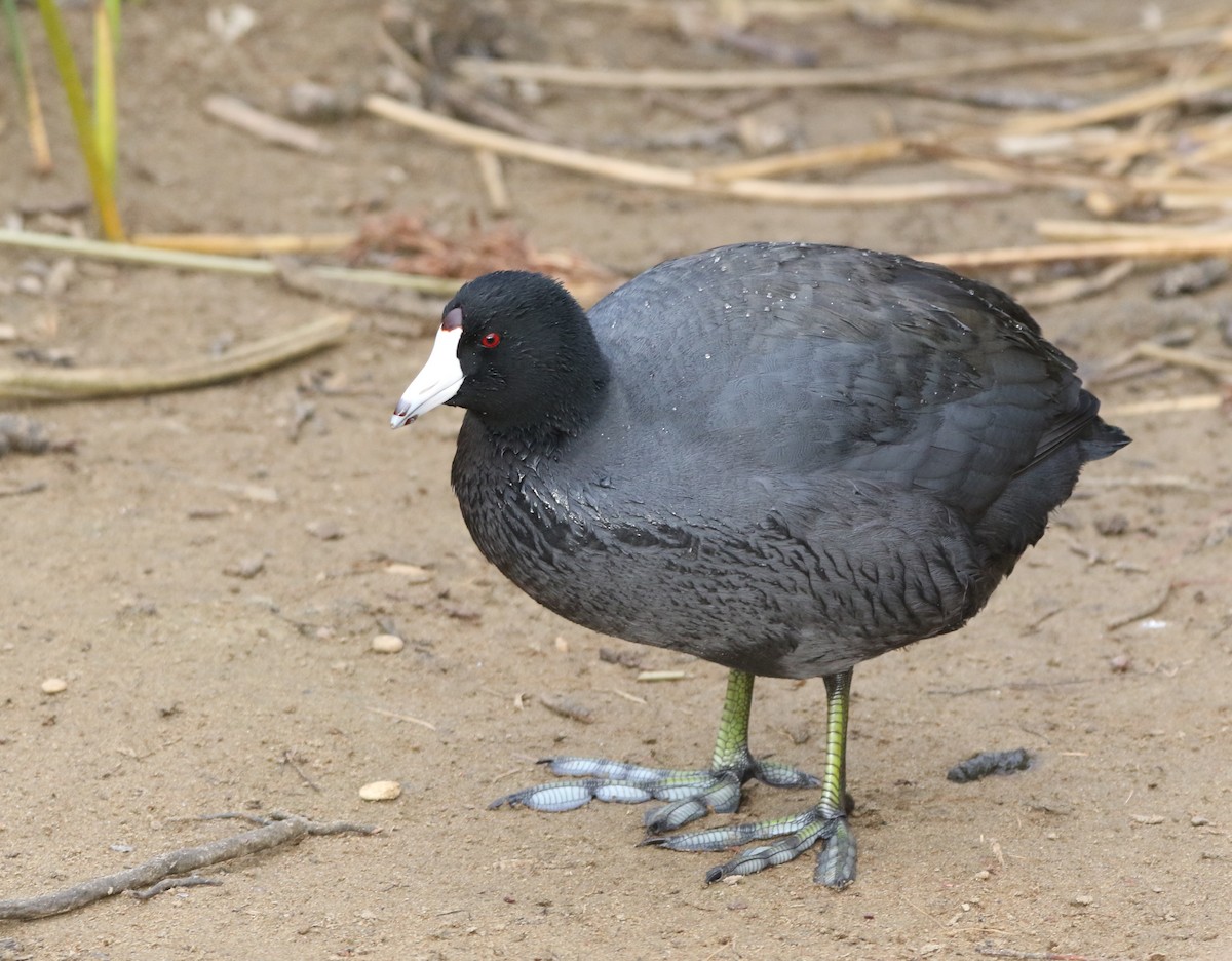 American Coot - Pair of Wing-Nuts