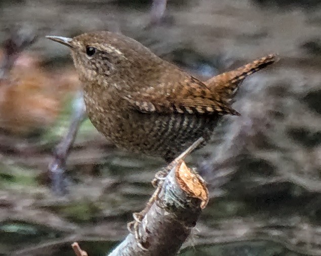 Pacific Wren (pacificus Group) - Michael Rieser