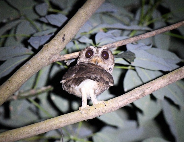 Indian Scops-Owl - Abhinand C
