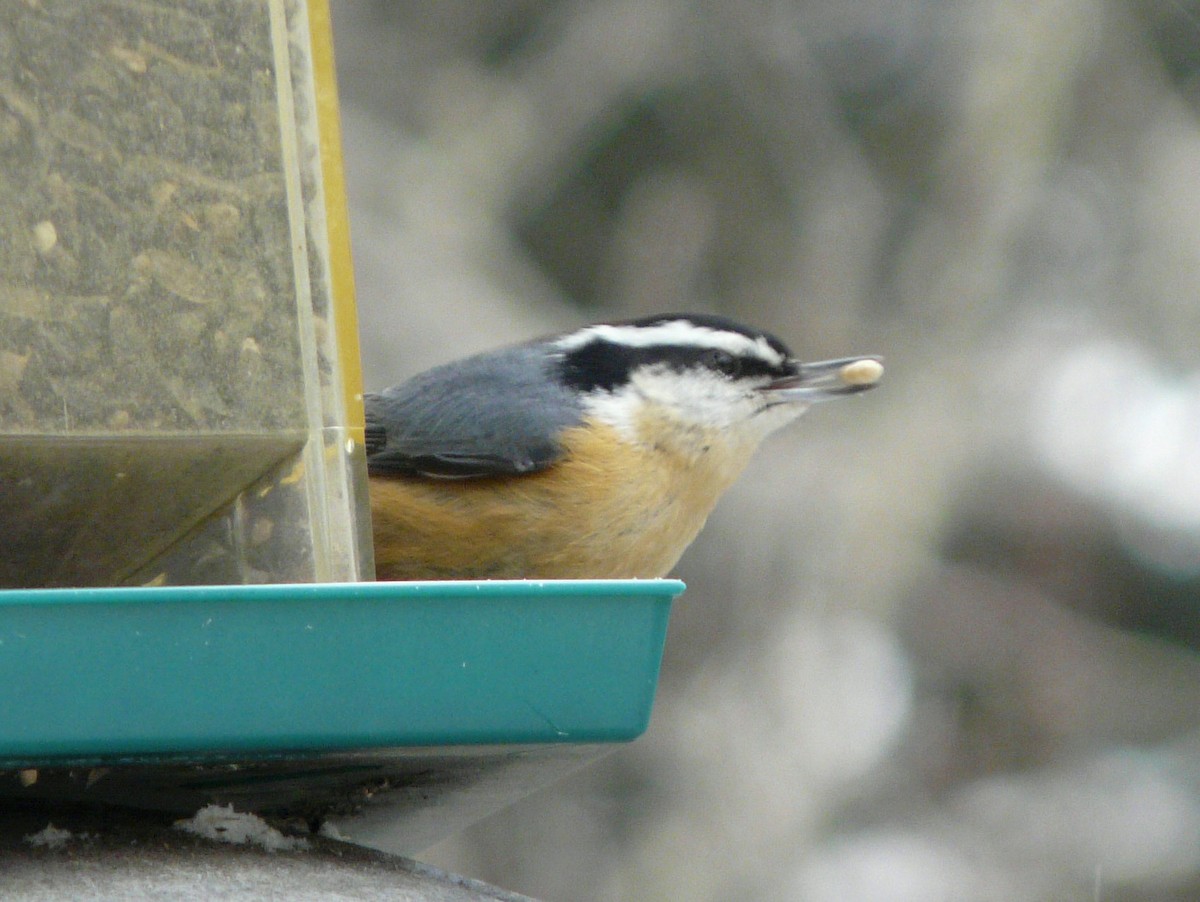 Red-breasted Nuthatch - ML80344201