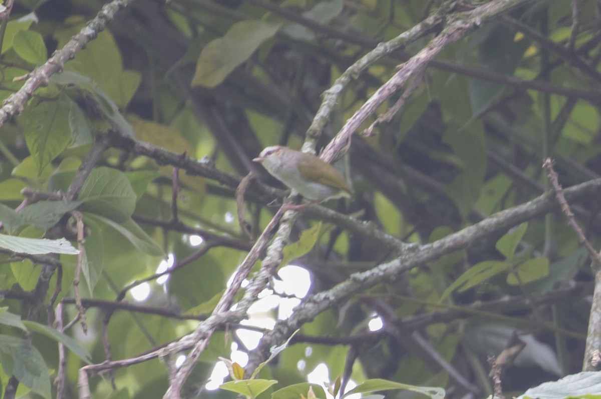 White-browed Crombec - ML80344251