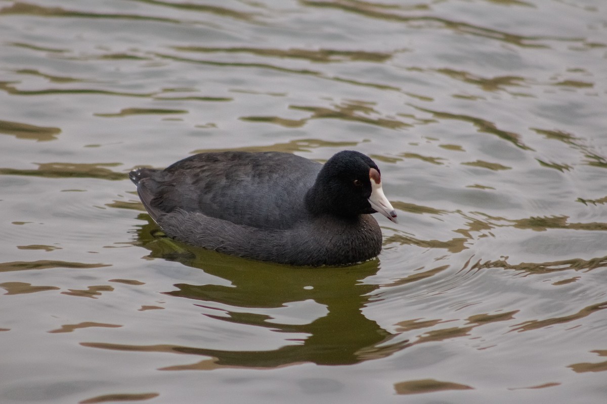 American Coot (Red-shielded) - ML80346221