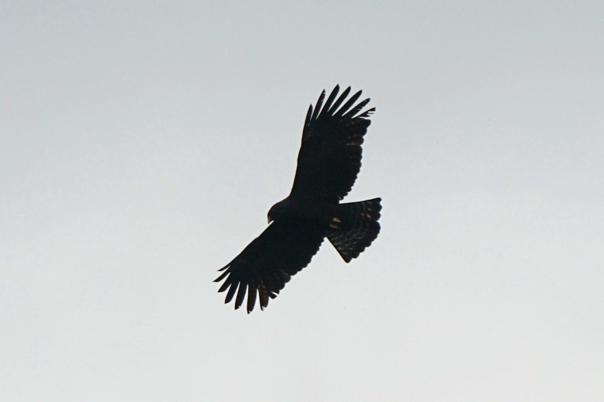 Black Eagle - JingZu Tu