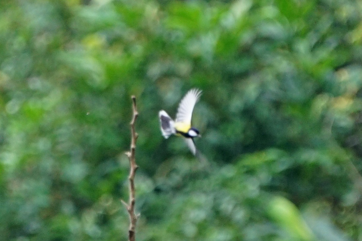 Green-backed Tit - ML80346981