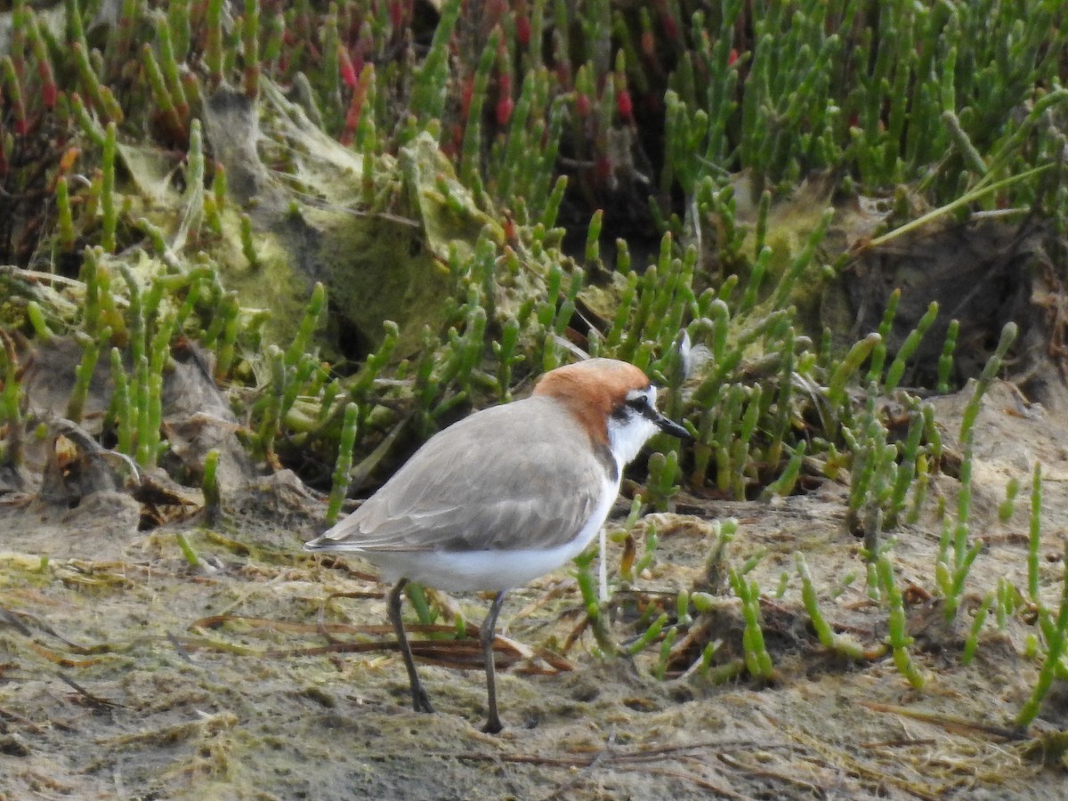 Red-capped Plover - Jeffrey Crawley