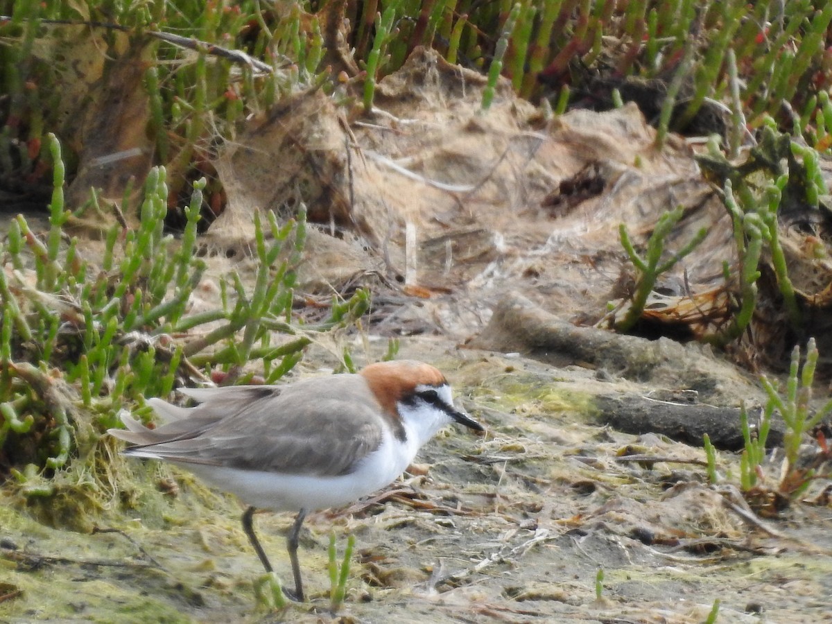 Red-capped Plover - Jeffrey Crawley