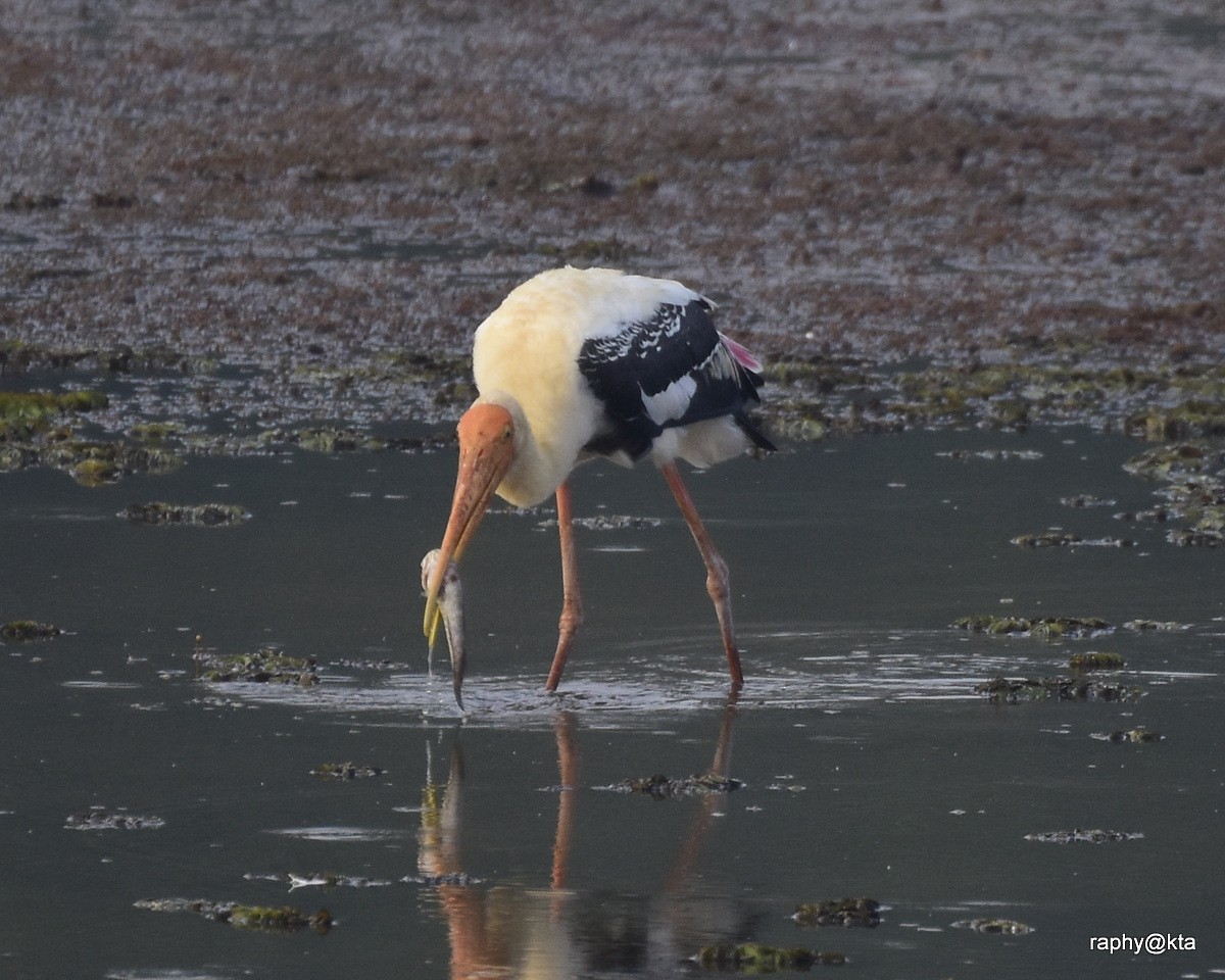 Painted Stork - Anonymous