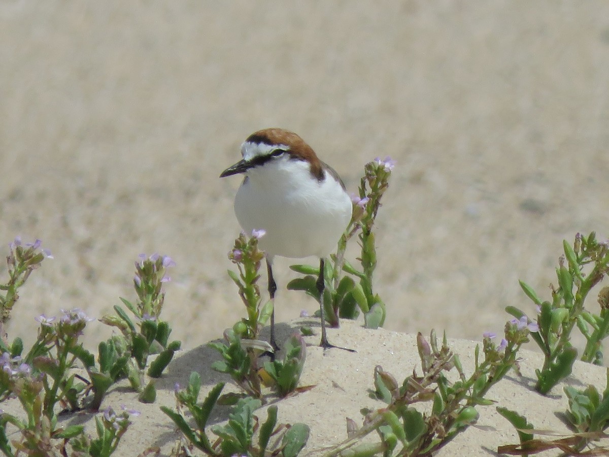 Red-capped Plover - Jennifer Smith