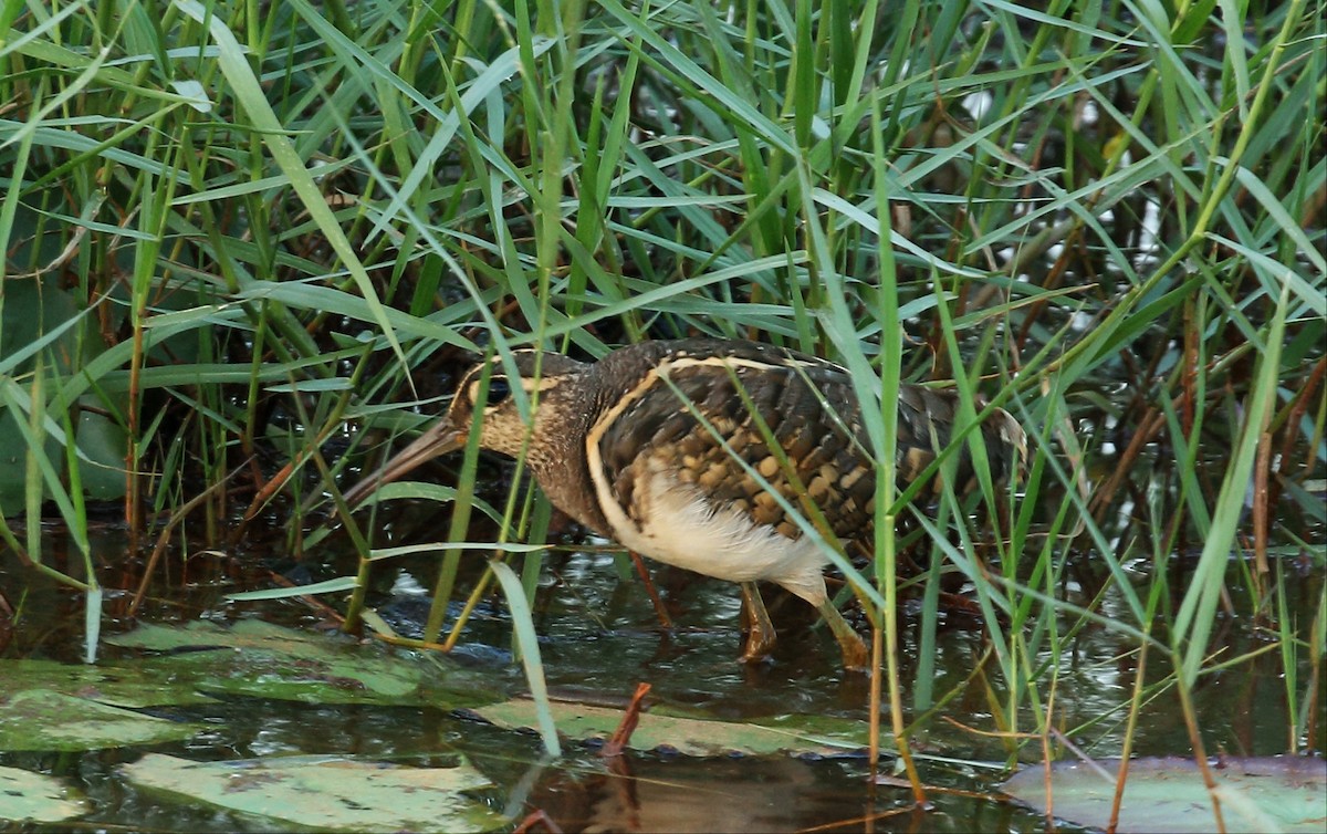 Greater Painted-Snipe - ML80353911