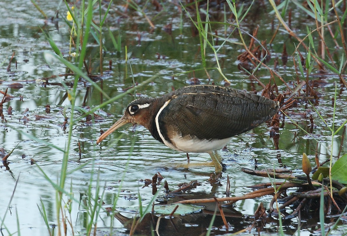 Greater Painted-Snipe - ML80353931