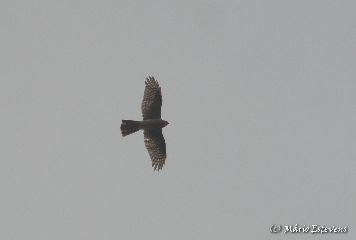 Eurasian Sparrowhawk - ML80355851