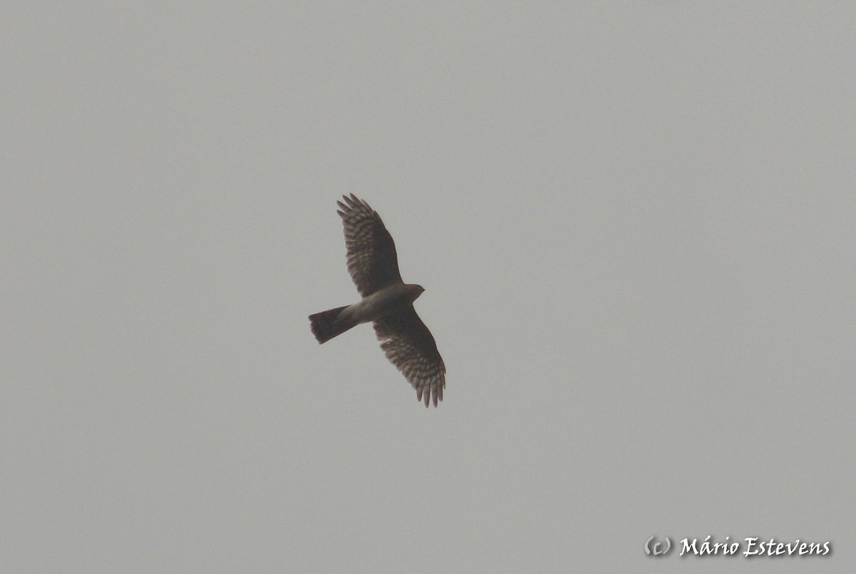 Eurasian Sparrowhawk - ML80355871
