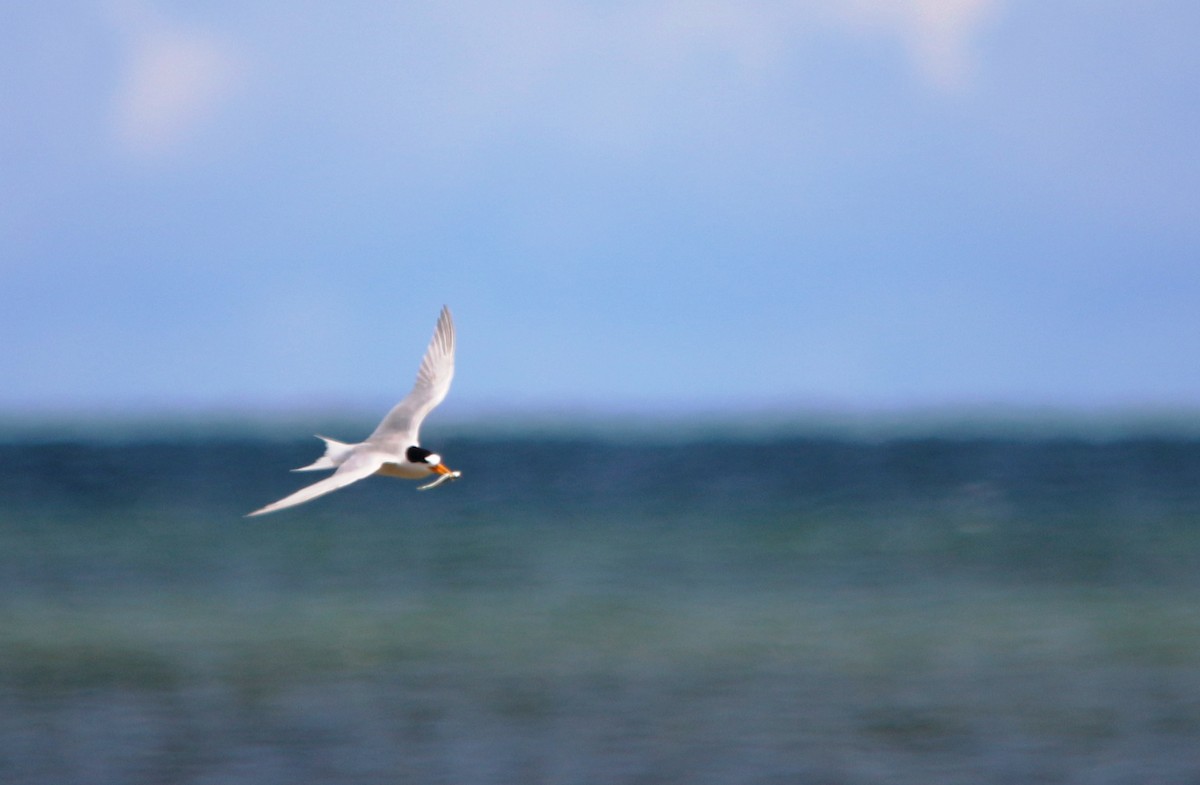 Australian Fairy Tern - Jerome Kalvas