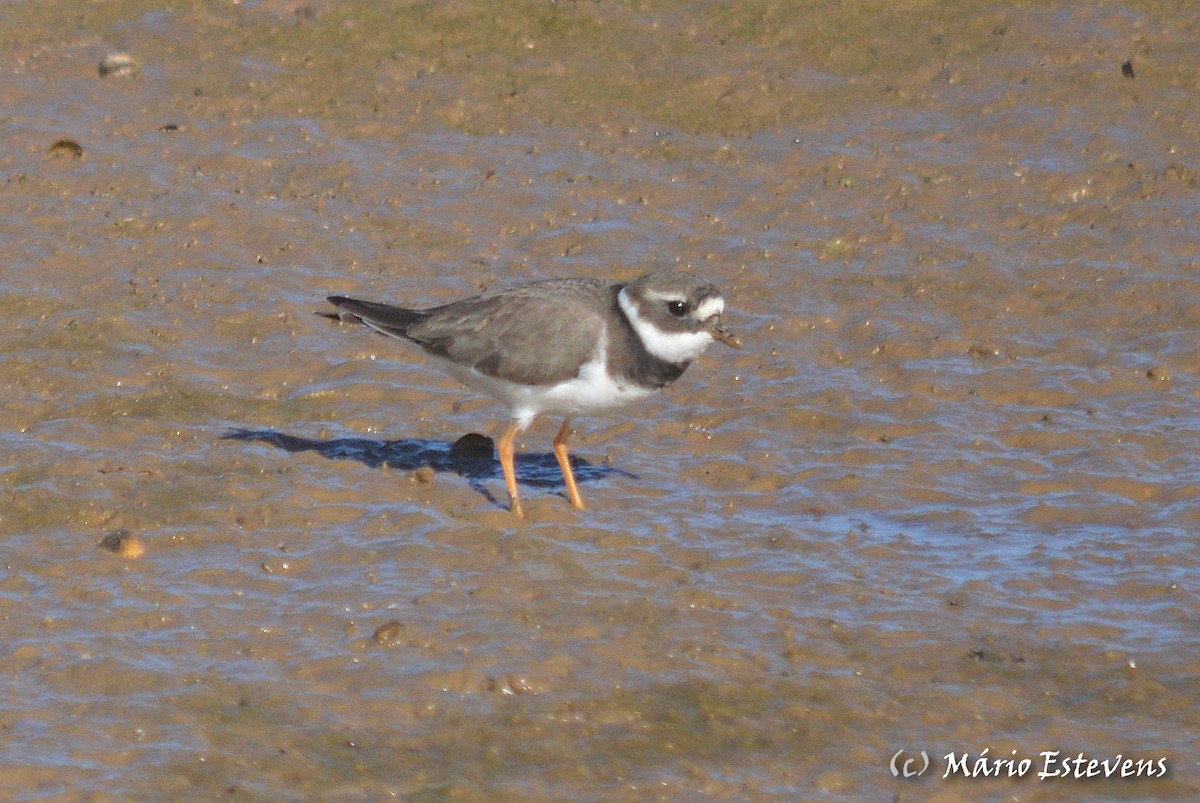 Common Ringed Plover - ML80357061