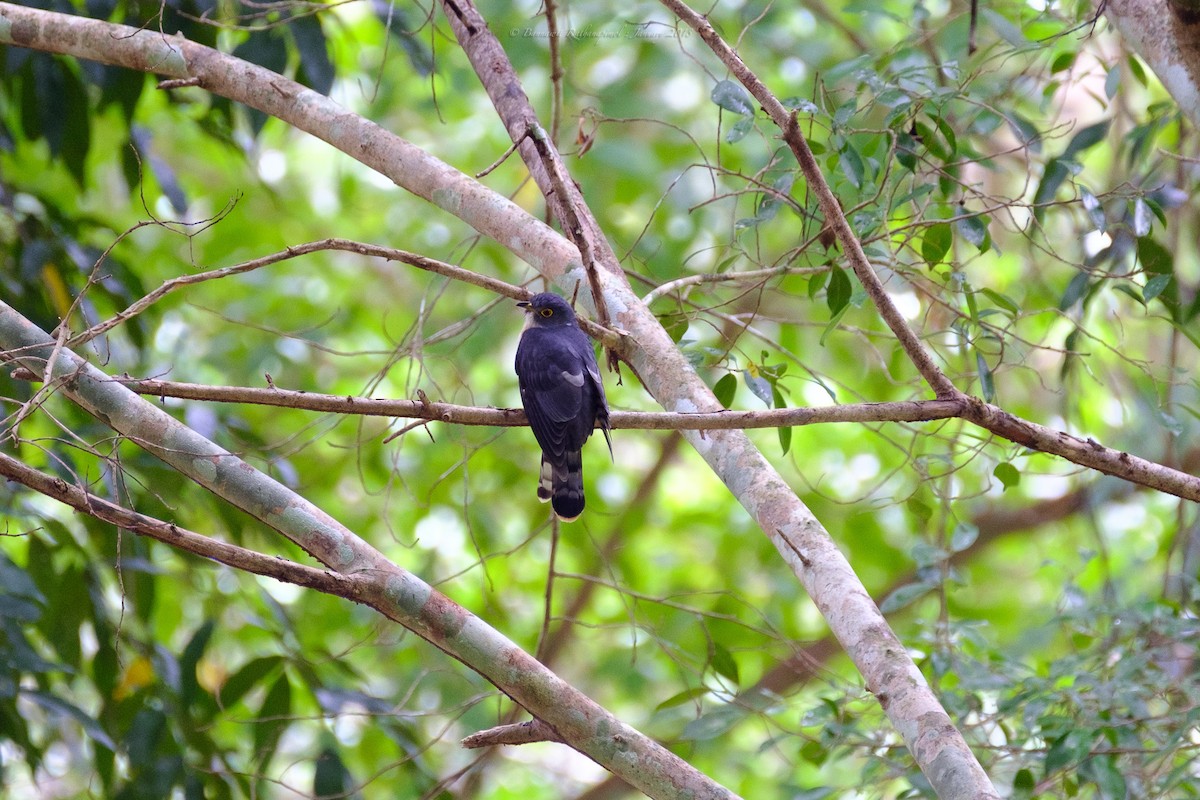 Hodgson's Hawk-Cuckoo - bannawit rathanapimol