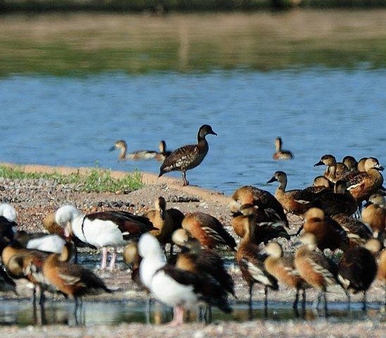 Spotted Whistling-Duck - ML80357561