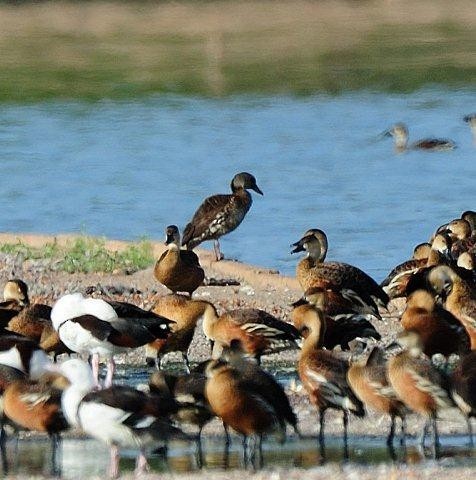 Spotted Whistling-Duck - Peter Kyne