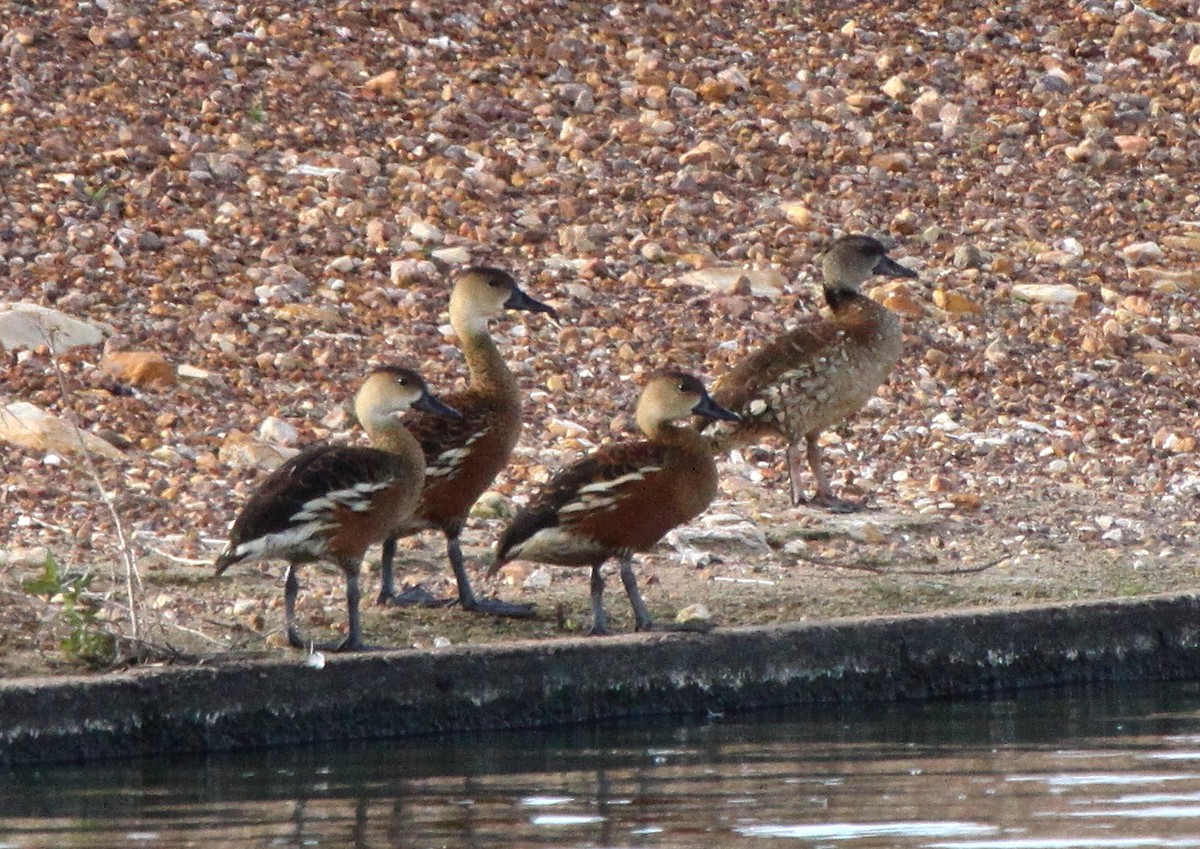 Spotted Whistling-Duck - ML80357701