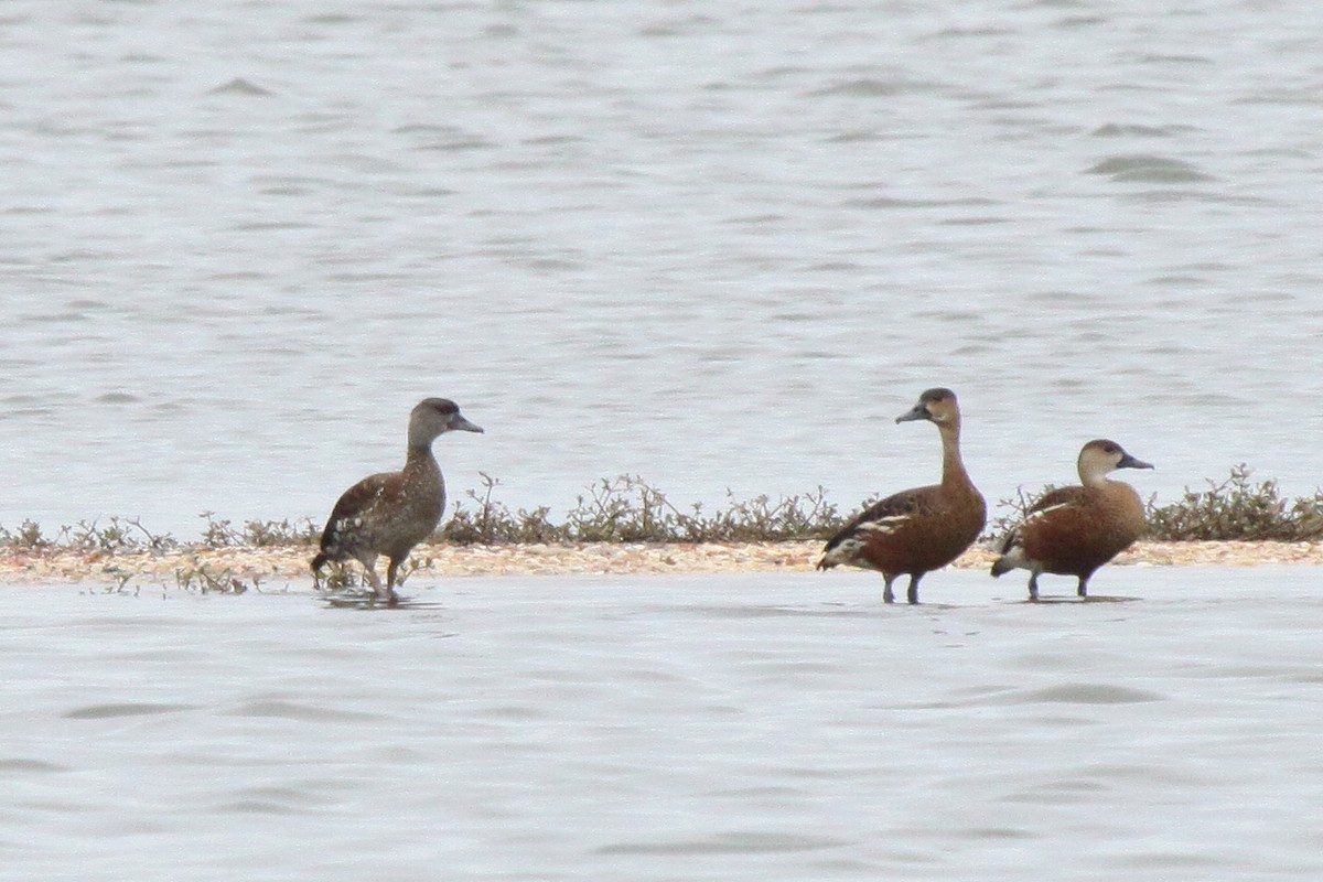 Spotted Whistling-Duck - ML80357961