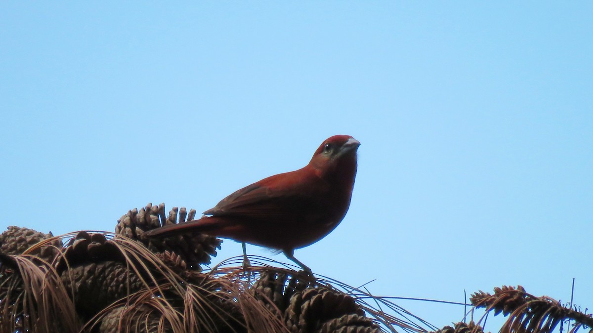 Hepatic Tanager - ML80359341