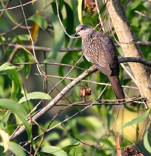 Spotted Dove, ML80359451