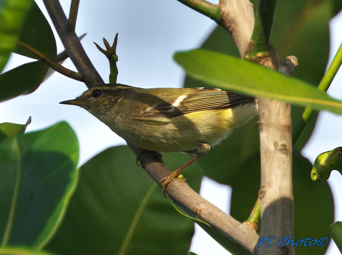 Yellow-browed Warbler - Pary  Sivaraman