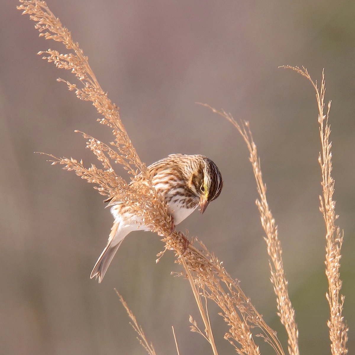 Savannah Sparrow (Savannah) - Shai Mitra