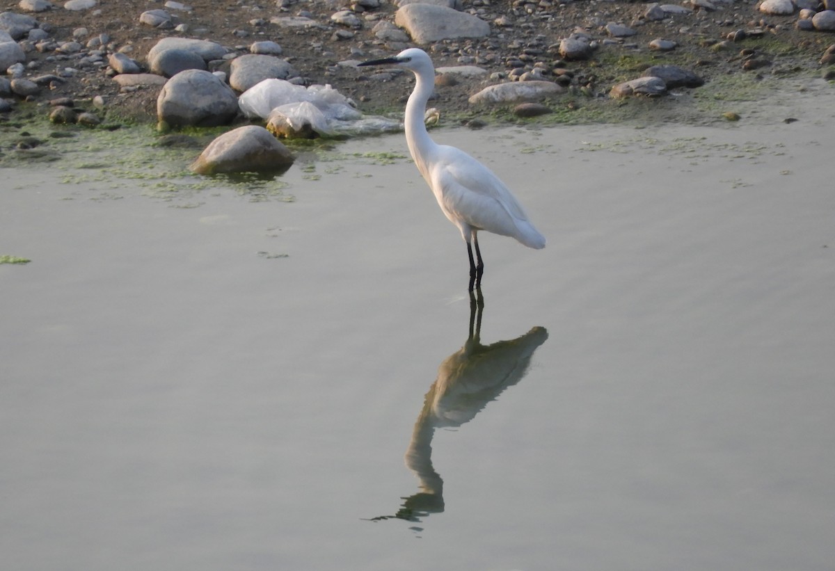 Little Egret - Manju Sinha