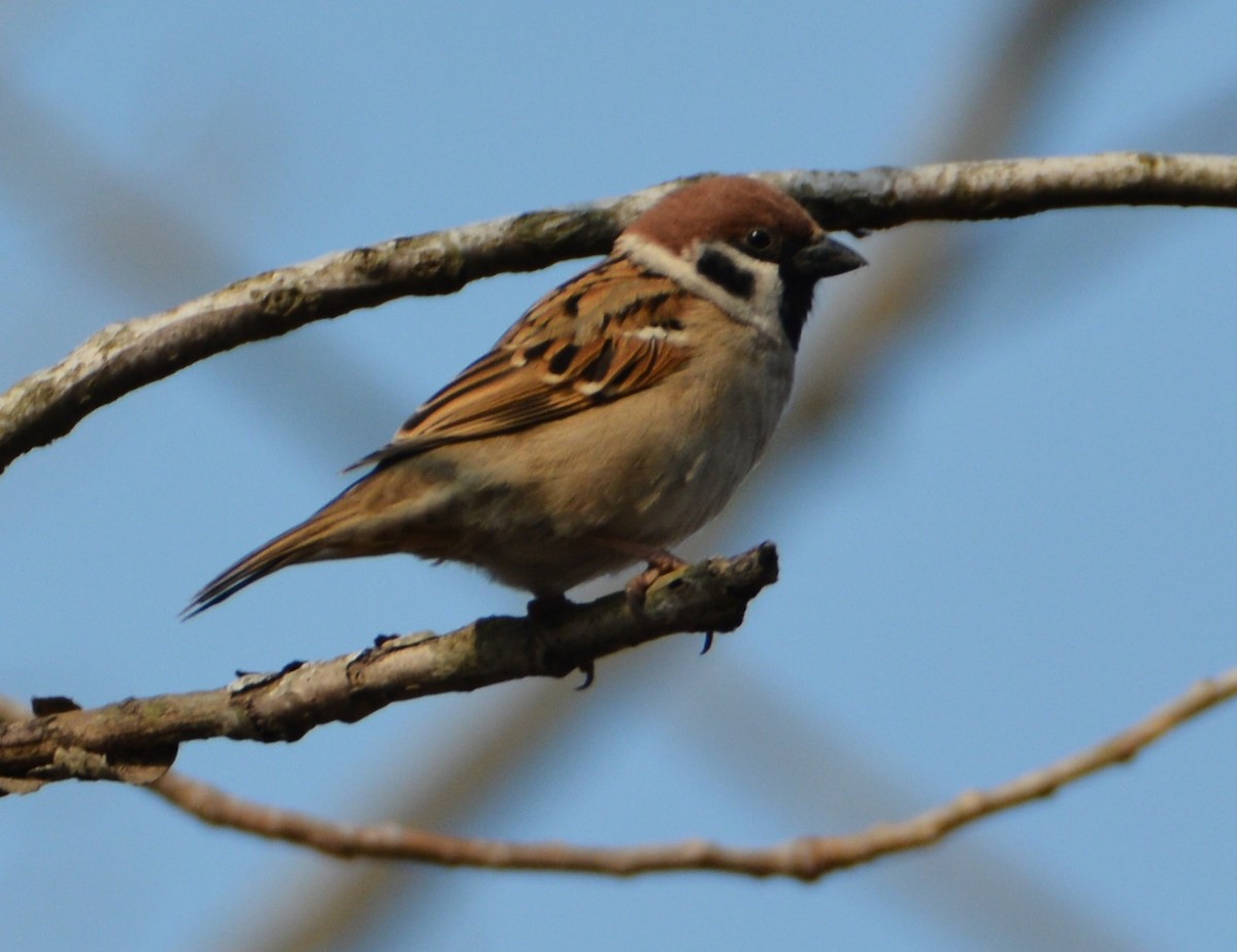 Eurasian Tree Sparrow - ML80366471