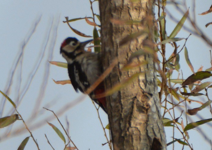 Great Spotted Woodpecker - ML80366741