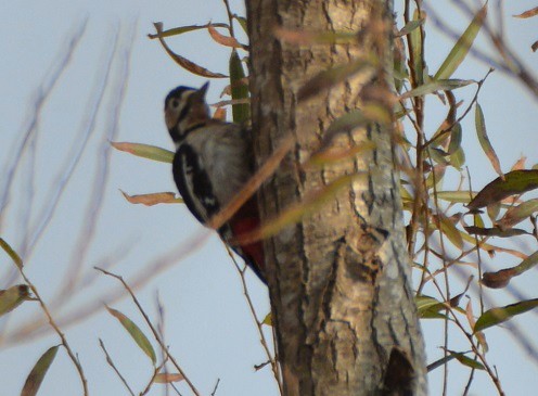 Great Spotted Woodpecker - ML80366751