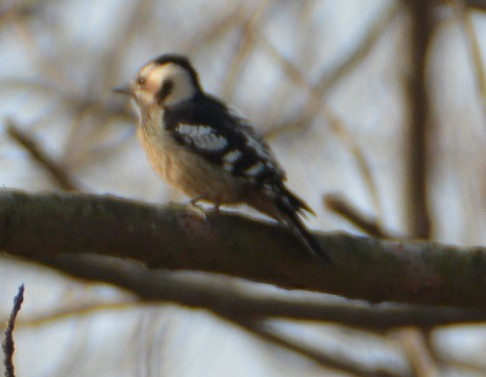 Gray-capped Pygmy Woodpecker - ML80366881