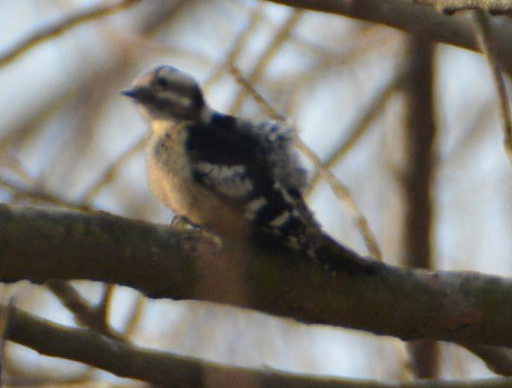 Gray-capped Pygmy Woodpecker - "Chia" Cory Chiappone ⚡️