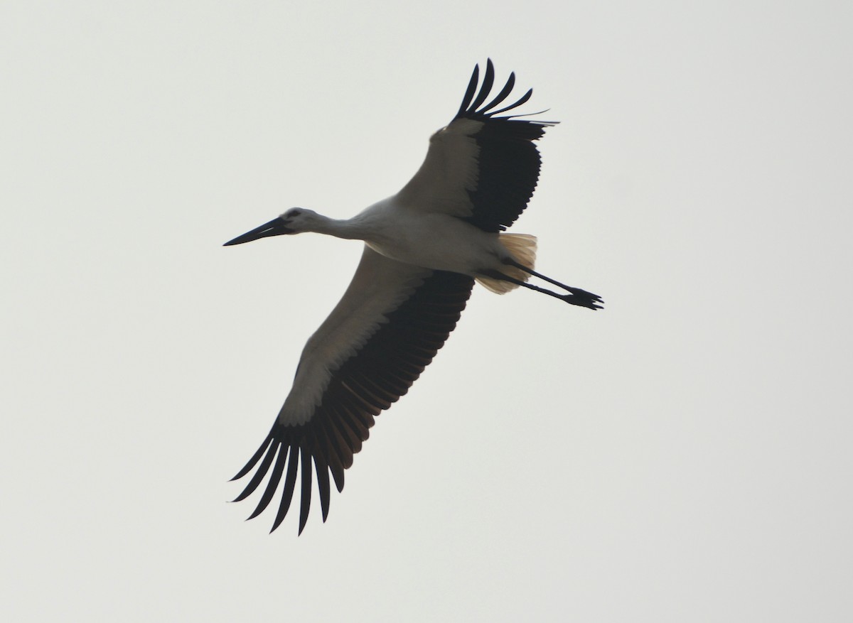 Oriental Stork - "Chia" Cory Chiappone ⚡️