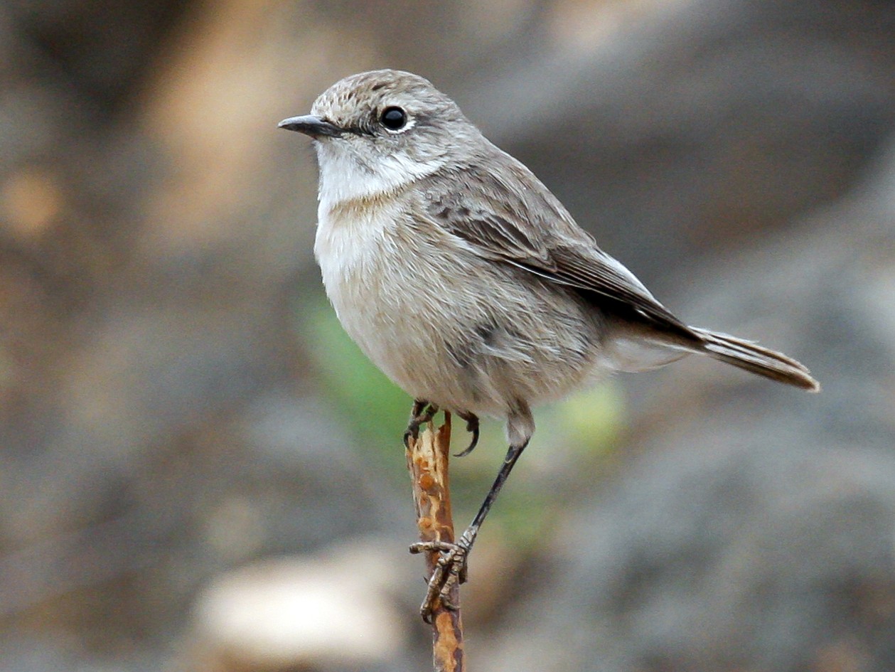 Fuerteventura Stonechat - Peter Kennerley