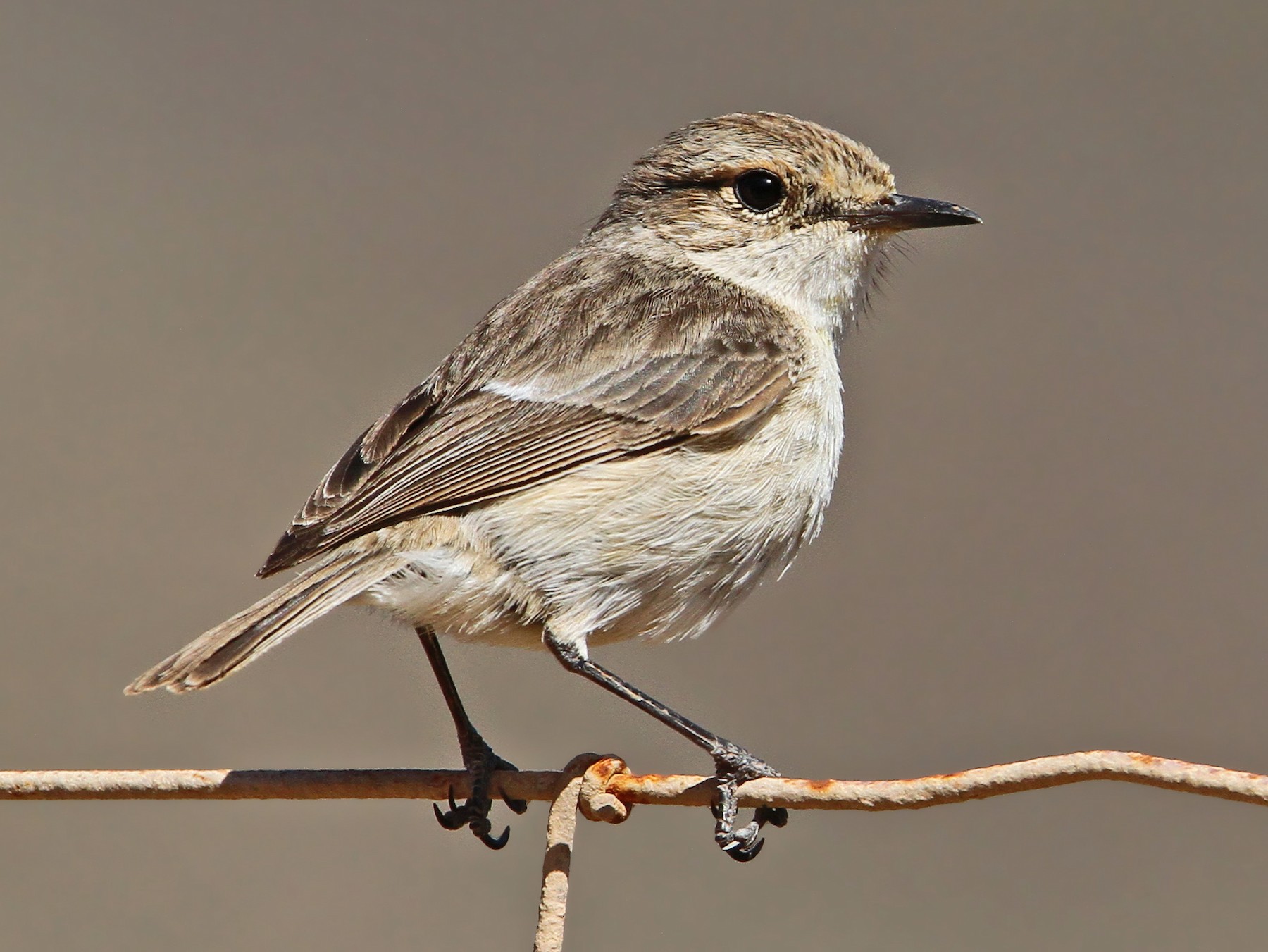 Fuerteventura Stonechat - Christoph Moning