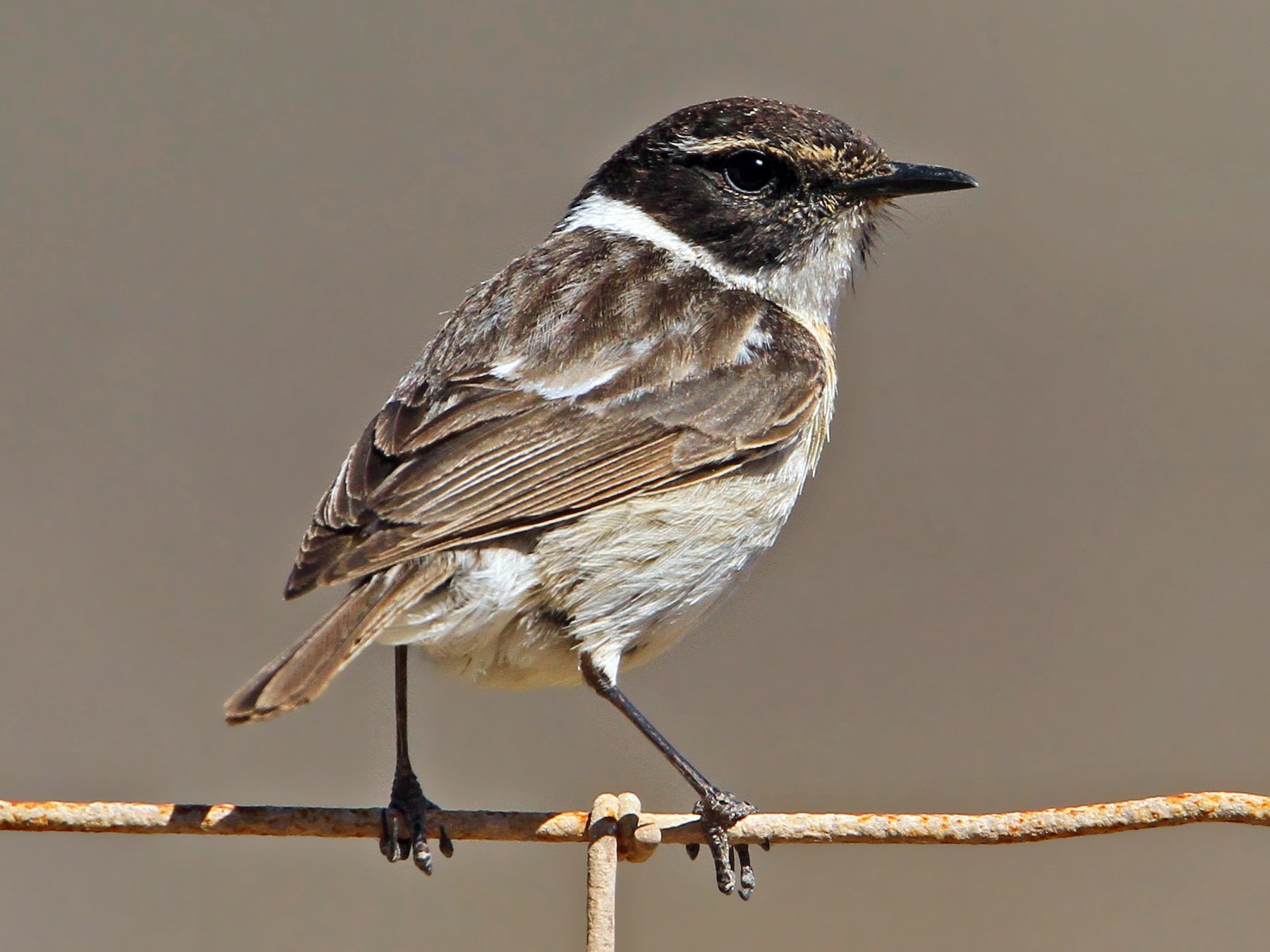 Fuerteventura Stonechat - Christoph Moning