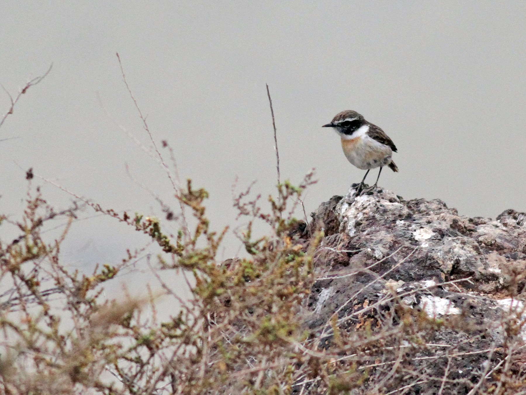 Fuerteventura Stonechat - Xabier Remirez